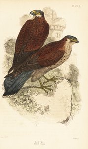 Turmfalke, Männchen und Weibchen, Falco tinnunculus, vor einer Ruine 1889 von Unbekannter Künstler