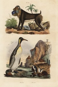 Königspinguin und Mandrill, gefährdet von Unbekannt