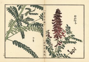 Kouka oder Kujin, Sophora flavescens (aus Kusa Bana Hyakushu) von Unbekannter Künstler