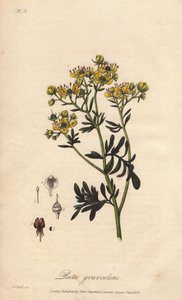 La rue des jardin oder rue fetide (Ruta graveolens) - Illustration aus „Botanique medicale, description des plantes medicinales de London, Edinburgh et Dublin“ von John Stephenson und James Morss Churchill von Unbekannter Künstler