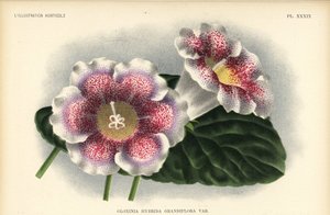 Großblütige Gloxinie, Hybride gezüchtet von Ferd. Kegeljan, Gloxinia hybrida grandiflora. Chromolithographie von Pieter de Pannemaeker nach einer Illustration von A. Goossens aus Jean Lindens l