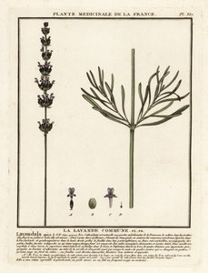 Lavendel, Lavandula angustifolia von Unbekannter Künstler