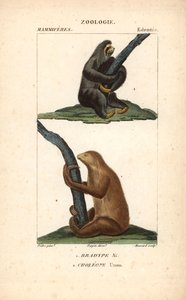 Faultier mit drei Zehen und Hoffmanns Zweifingerfaultier - Radierung von Jean Gabriel Pretre (1780-1845), graviert von Carnonkel, für das Wörterbuch der Naturwissenschaften: Säugetiere von Frederic Cuvier, herausgegeben von Pierre Jean Francois Turpin (177