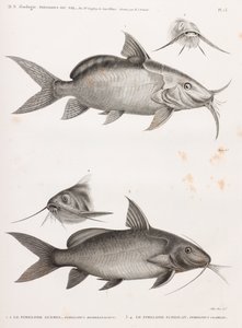 Le Pimedlode Guemel & Le Pimelode Scheilan