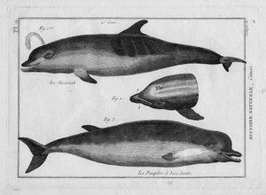 Der Schweinswal und der Delfin in "Tableau Encyclopedique et Methodique des trois Regnes de la Nature" von Pierre Joseph Bonnaterre (1762-1804), Paris 1784 von Unbekannter Künstler