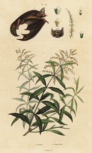 Zitronenverbene und Buntfledermaus