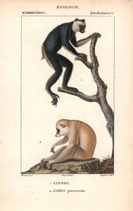 Lemurien Indri Indri und Loris Faul - Lithographie, Illustration von Jean Gabriel Pretre (1780-1885) herausgegeben von Pierre Jean Francois Turpin (1775-1840), entnommen aus dem "Wörterbuch der Naturwissenschaften" von Frederic Cuvier, Paris, Frankreich von Unbekannter Künstler