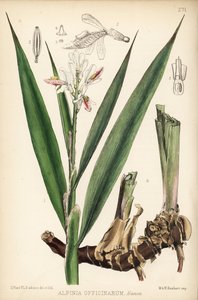 Kleine Galgantwurzel, Alpinia officinarum. Handkolorierte Lithographie von Hanhart nach einer botanischen Illustration von David Blair aus Robert Bentley und Henry Trimens Heilpflanzen, London von Unbekannter Künstler