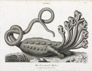 Die siebenköpfige Hydra