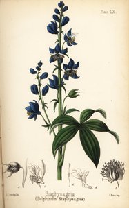 Lie-Bane oder Stavesacre, Delphinium staphisagria (Delphinium staphysagria). Handkolorierte Lithographie von Charlotte Caroline Sowerby aus Edward Hamiltons Flora Homeopathica, Bailliere, London von Unbekannter Künstler