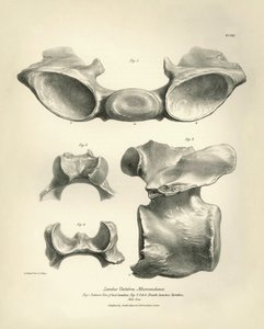 Lendenwirbel von Macrauchenia, einem prähistorischen Tier, gefunden von Charles Darwin während seiner Forschungsreise an Bord der Beagle. The Zoology of the voyage of H.M.S. Beagle under the command of Captain Fitzroy during the years 1832 to 1836