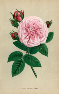Madame Hippolyte Jamain Rose, Hybride gezüchtet von Monsieur Garcon aus Rouen 1871 (Chromolithographie von F. Grobon, aus Les Roses)
