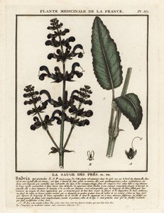 Wiesensalbei, Salvia pratensis