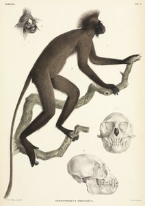 Affe und Schädeldetails, Sumatra, Indonesien