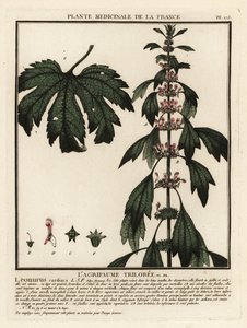 Herzgespann, Leonurus cardiaca