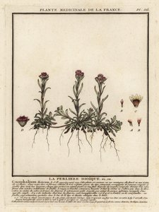 Berg-Silbermantel, Antennaria dioica von Unbekannter Künstler