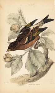 Bergfink oder Brambling, Fringilla montifringilla (Stich) von Unbekannter Künstler