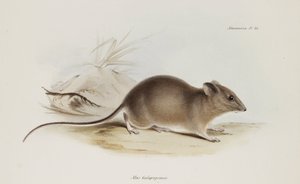 Maus, Galapagosinseln, ca. 1832-1836