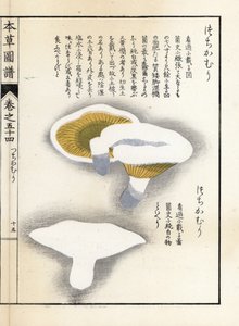 Pilze: Milchpfeffer - Japanischer Druck von Kanen Iwasaki aus Honzo Zufu, illustrativer Leitfaden zu Heilpflanzen von Unbekannter Künstler