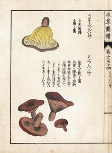 Pilze: Sorten von Milchfrühen (essbar) - Japanischer Druck von Kanen Iwasaki (1786-1842), aus Honzo Zufu, illustrativer Leitfaden zu Heilpflanzen von Unbekannter Künstler