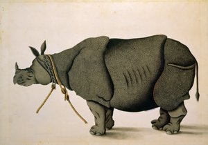 Nashorn, möglicherweise aus der Francis Buchanan Sammlung, ca. 1800, Künstler unbekannt