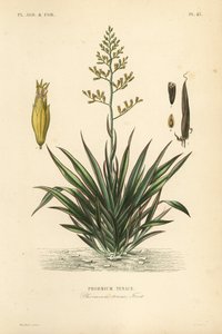 Neuseeländischer Flachs, Phormium tenax