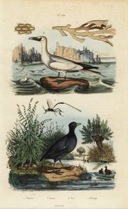 Basstölpel, Rotstirn-Blässhuhn, Flustra-Flechten und Gasteruption-Wespe von Unbekannt