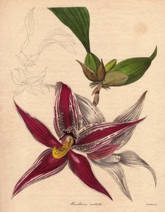 Orchideenvarietät, Paphinia (Maxillaria) cristata. Illustration von Augusta Innes Withers in The Botanist, Serie von Benjamin Maund von Unbekannter Künstler