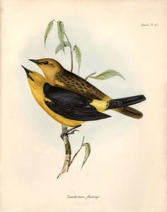 Ornithologie: „Certhidea olivacea“ beschrieben von Charles Darwin während seiner Expedition an Bord der Beagle. Platte aus „The zoology of the voyage of H.M.S. Beagle. Flight. III, Birds described by John Gould, with notice of their habits by Charles Darwi von Unbekannter Künstler