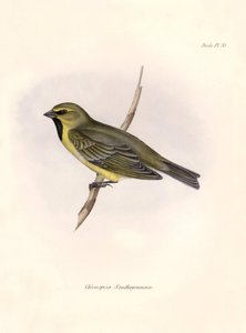 Ornithologie: Chlorospiza xanthogramma, Beschreibung eines Sperlings von Charles Darwin (1809-1882) während seiner Expedition an Bord der Beagle. Tafel aus Die Zoologie der Reise der H.M.S. Beagle. Flug. III, Vögel beschrieben von John Gould von Unbekannter Künstler