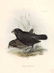 Ornithologie: „Geospiza magnirostris oder Geospize mit großem Schnabel“ Beschreibung eines Sperlingsvogels von Charles Darwin (1809-1882) beobachtet während seiner Expedition an Bord der Beagle. Tafel aus „The zoology of the voyage of H.M.S. Beagle. Flight