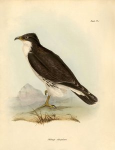Ornithologie: „Milvago albogularis“ oder Caracara beschrieben von Charles Darwin (1809-1882) während seiner Expedition an Bord der Beagle. Tafel aus „Birds“ beschrieben von John Gould, mit Hinweisen zu ihren Gewohnheiten von Charles Darwin