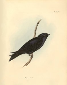 Ornithologie: „Progne modestus“ der Schwalben-Familie beschrieben von Charles Darwin während seiner Expedition an Bord der Beagle. Tafel aus „The zoology of the voyage of H.M.S. Beagle. Flight. III, Birds described by John Gould, with notice of their habit