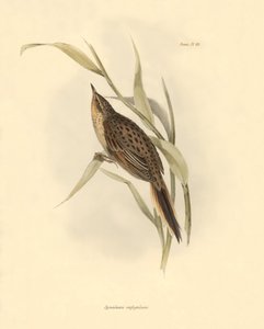 Ornithologie: „Synallaxis rufogularis“ beschrieben von Charles Darwin während seiner Expedition an Bord der Beagle. Tafel aus „The zoology of the voyage of H.M.S. Beagle. Flight. III, Birds described by John Gould, with notice of their habits by Charles Da