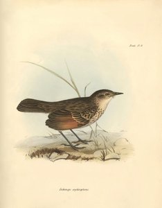 Ornithologie: Der „Hymenops perspicillata“ der Vogelfamilie beschrieben von Charles Darwin während seiner Forschungsreise an Bord der Beagle. Tafel aus „The Zoology of the voyage of H.M.S. Beagle under the command of Captain Fitzroy during the years 1832 t