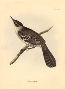 Ornithologie: Der „Mimus parnilus“ der Spottdrossel-Familie beschrieben von Charles Darwin während seiner Forschungsreise an Bord der Beagle. Tafel aus „The Zoology of the voyage of H.M.S. Beagle under the command of Captain Fitzroy during the years 1832 t von Unbekannter Künstler