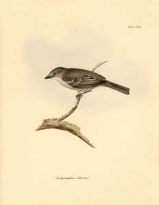 Ornithologie: Der „Pachyramphus albescens“ der Buchenfamilie, beschrieben von Charles Darwin während seiner Erkundungsreise an Bord der Beagle. Tafel aus „The Zoology of the voyage of H.M.S. Beagle under the command of Captain Fitzroy during the years 1832 von Unbekannter Künstler