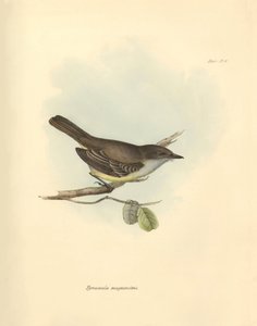 Ornithologie: Die „Tyrannula magnirostris“ der Vogelfamilie beschrieben von Charles Darwin während seiner Erkundungsreise an Bord der Beagle. Tafel aus „The Zoology of the voyage of H.M.S. Beagle under the command of Captain Fitzroy during the years 1832 t von Unbekannter Künstler