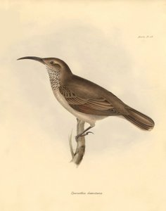Ornithologie: Der „Upercerthia dumetaria“ beschrieben von Charles Darwin während seiner Forschungsreise an Bord der Beagle. Tafel aus „The Zoology of the voyage of H.M.S. Beagle under the command of Captain Fitzroy during the years 1832 to 1836 edited and 