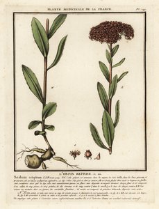 Große Fetthenne, Sedum telephium von Unbekannter Künstler