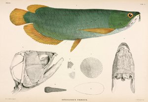 Osteoglossum formosum, Indonesien von Unbekannter Künstler