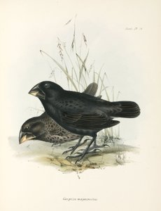 Paar Große Bodenfinken, Galapagos-Inseln, ca. 1832-1836