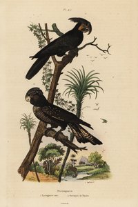 Palmkakadu, Probosciger aterrimus, und Banks-Rotsteißkakadu, Calyptorhynchus banksii