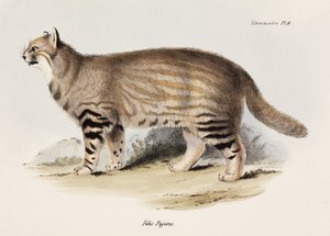 Pampaskatze, Südamerika, ca. 1832-1836