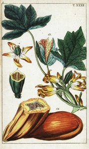 Papayafrucht, Schnitt, Blüten und Blätter, Carica papaya von Unbekannter Künstler