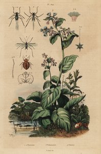 Pfirsichblattlaus, Myzus persicae 1, Rosenblattlaus, Macrosiphum rosae 2, Virginia-Blauglöckchen, Mertensia pulmonarioides 3, und Bettwanze, Cimex lectularius 4 von Unbekannt
