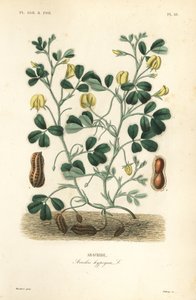 Erdnuss, Arachis hypogaea