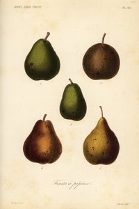 Birnensorten, Pyrus communis