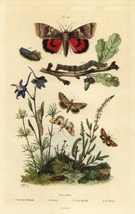 Erbsenblüte, Baumwollkapselwurm, Gelbflügel und Großes Gelbflügel, Larve und Puppe. Noctuelles Schmetterlinge von Unbekannt