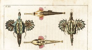 Pegase (oder kleiner Drachenfisch) - Langschwanz-Schmetterlingsfisch - Kurzer Drachenfisch, Eurypegasus draconis 59,60, und Langschwanz-Seemaul, Pegasus volitans 61,62. Handkolorierte Kupferstichgravur aus Gottlieb Tobias Wilhelms Enzyklopädie der Naturg von Unbekannter Künstler